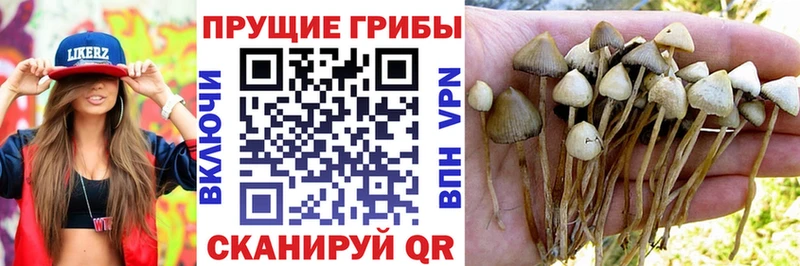 где найти   Губкин  Псилоцибиновые грибы MAGIC MUSHROOMS 